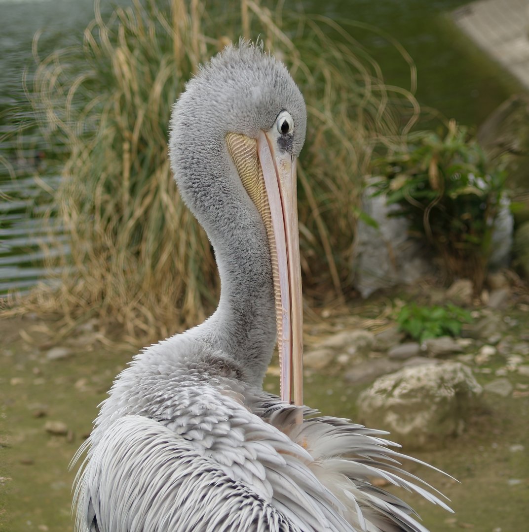 Pink-backed pelican (Pelecanus rufescens), 2006-05-01
