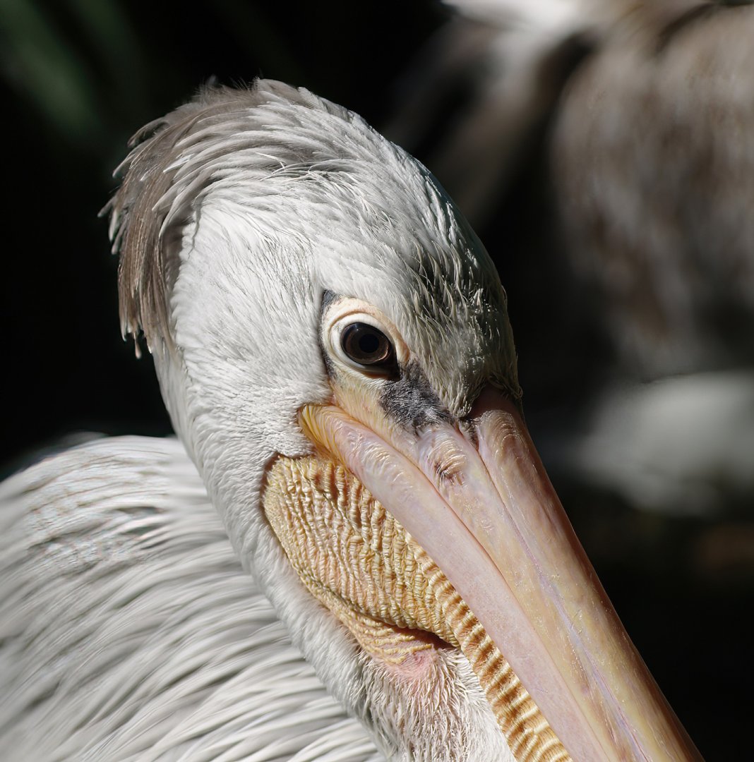 Pink-backed pelican (Pelecanus rufescens), 2008-08-06