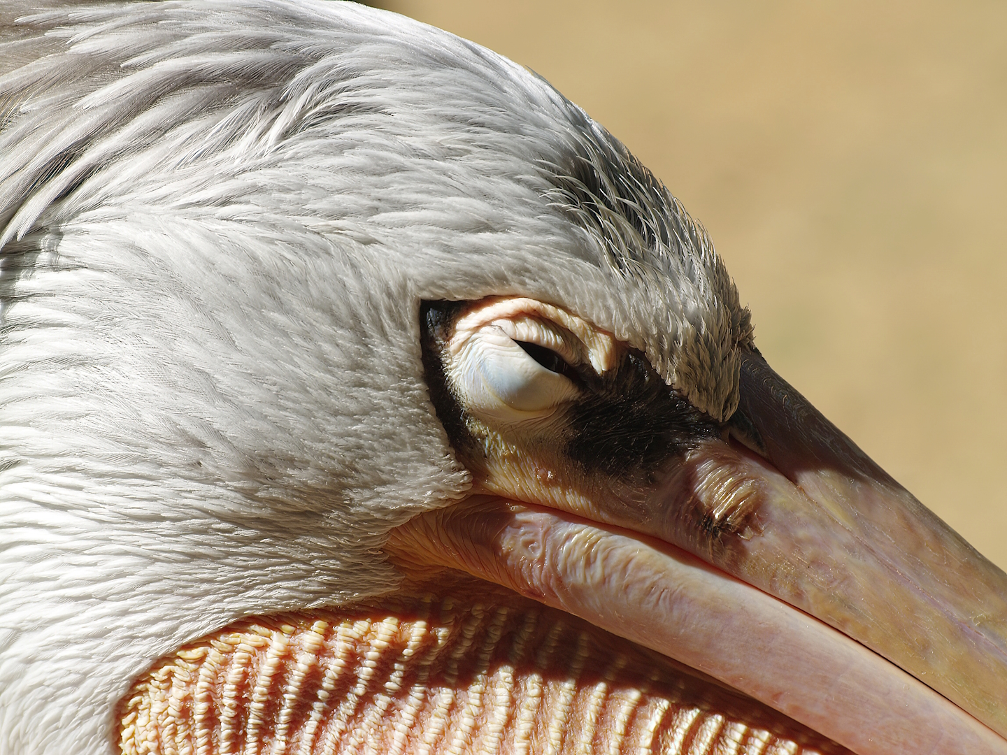 Pink-backed pelican (Pelecanus rufescens), 2008-08-06