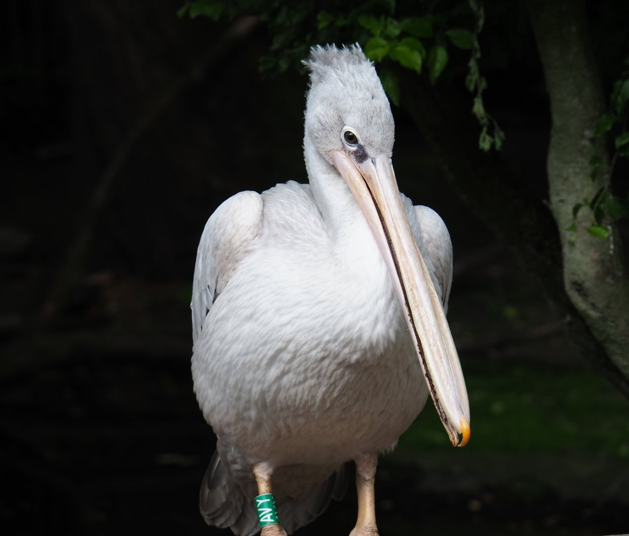Pink-backed pelican (Pelecanus rufescens), 2019-05-25
