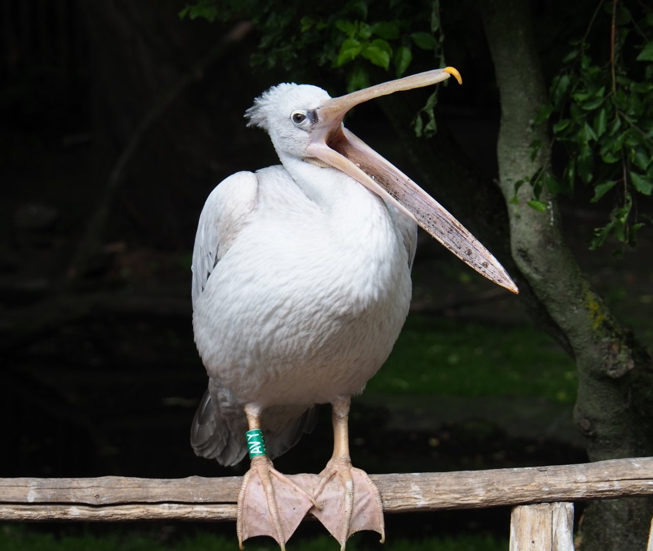 Pink-backed pelican (Pelecanus rufescens), 2019-05-25