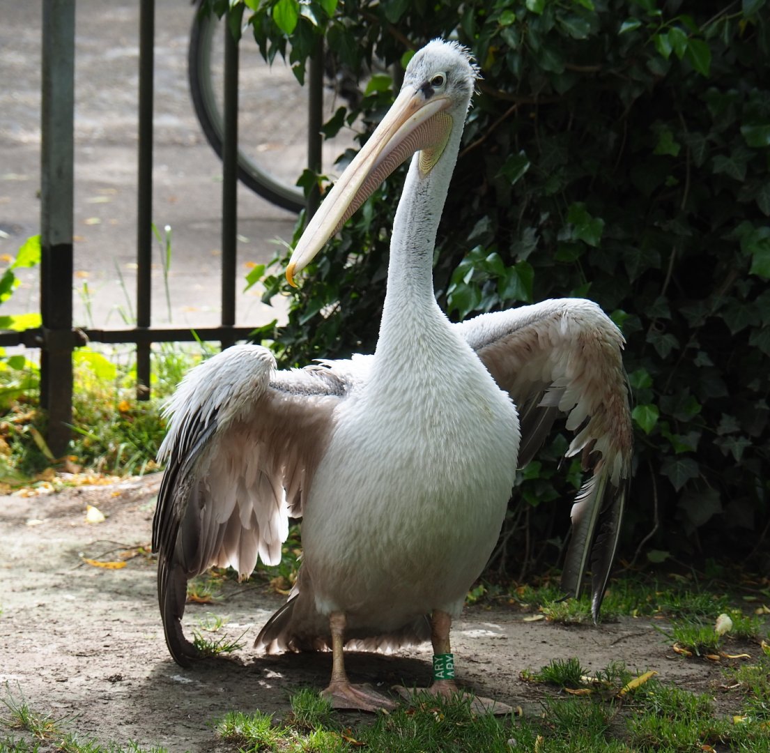 Pink-backed pelican (Pelecanus rufescens), 2019-05-25
