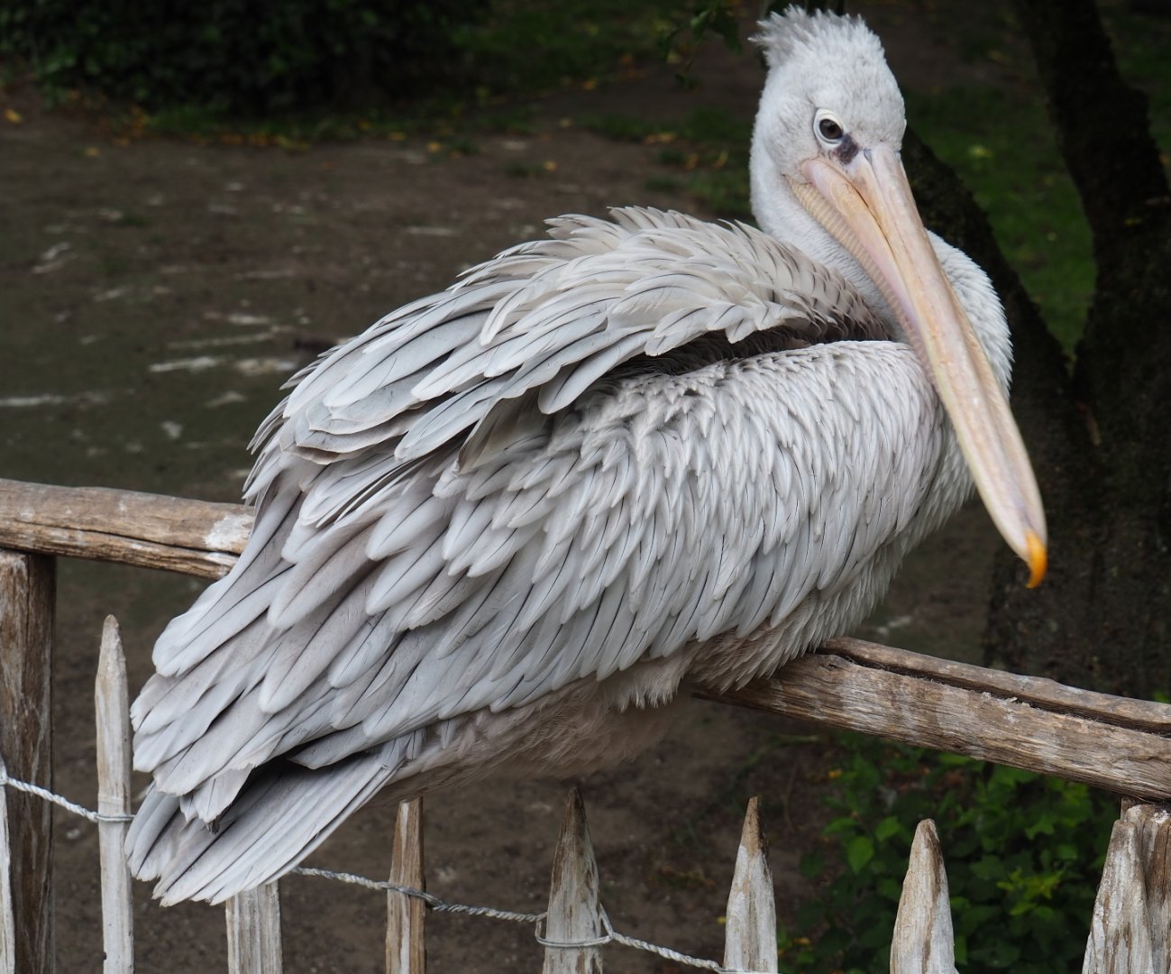 Pink-backed pelican (Pelecanus rufescens), 2019-05-25