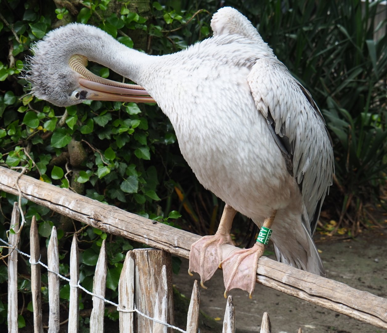 Pink-backed pelican (Pelecanus rufescens), 2019-05-25