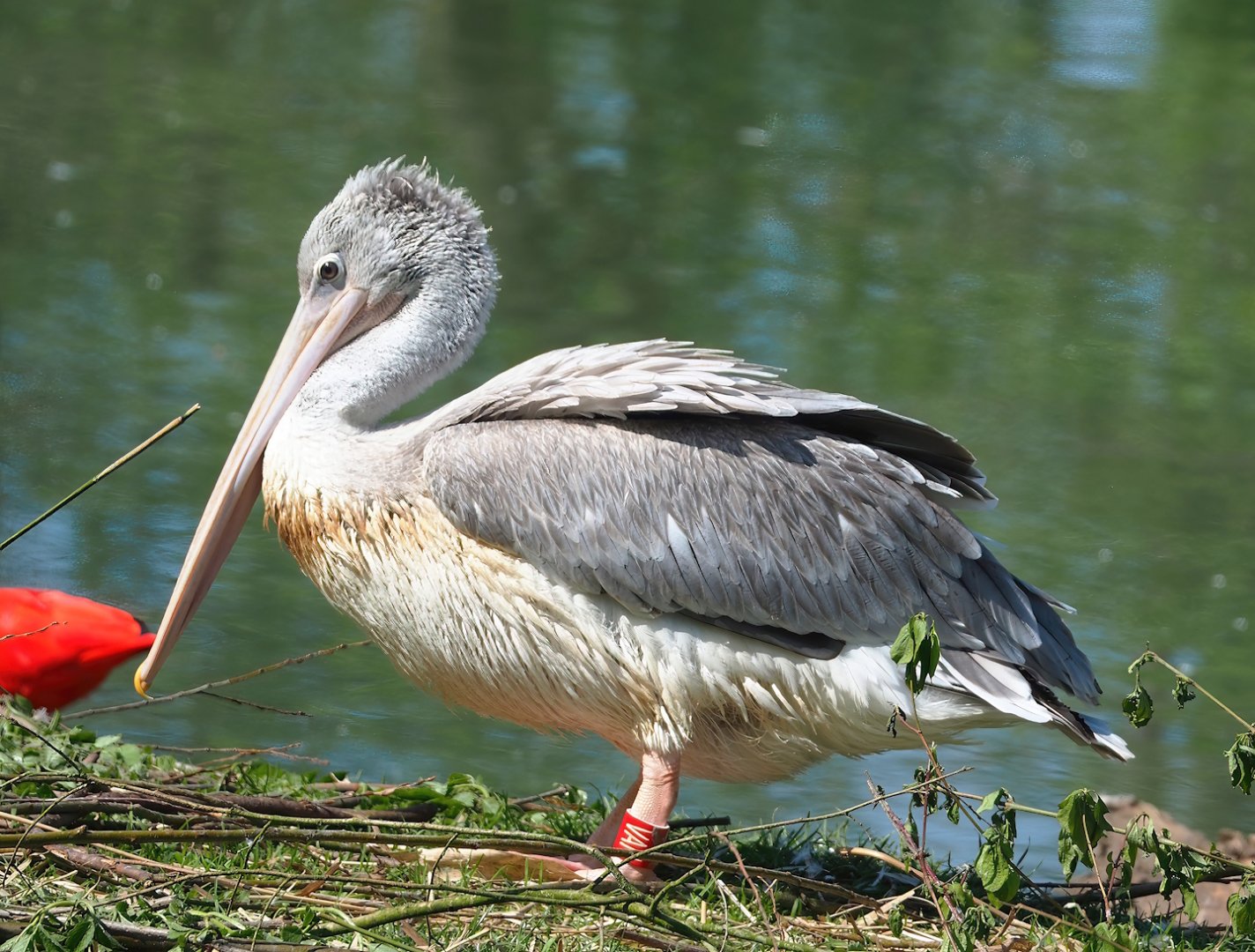 Pink-backed pelican (Pelecanus rufescens), 2023-04-30