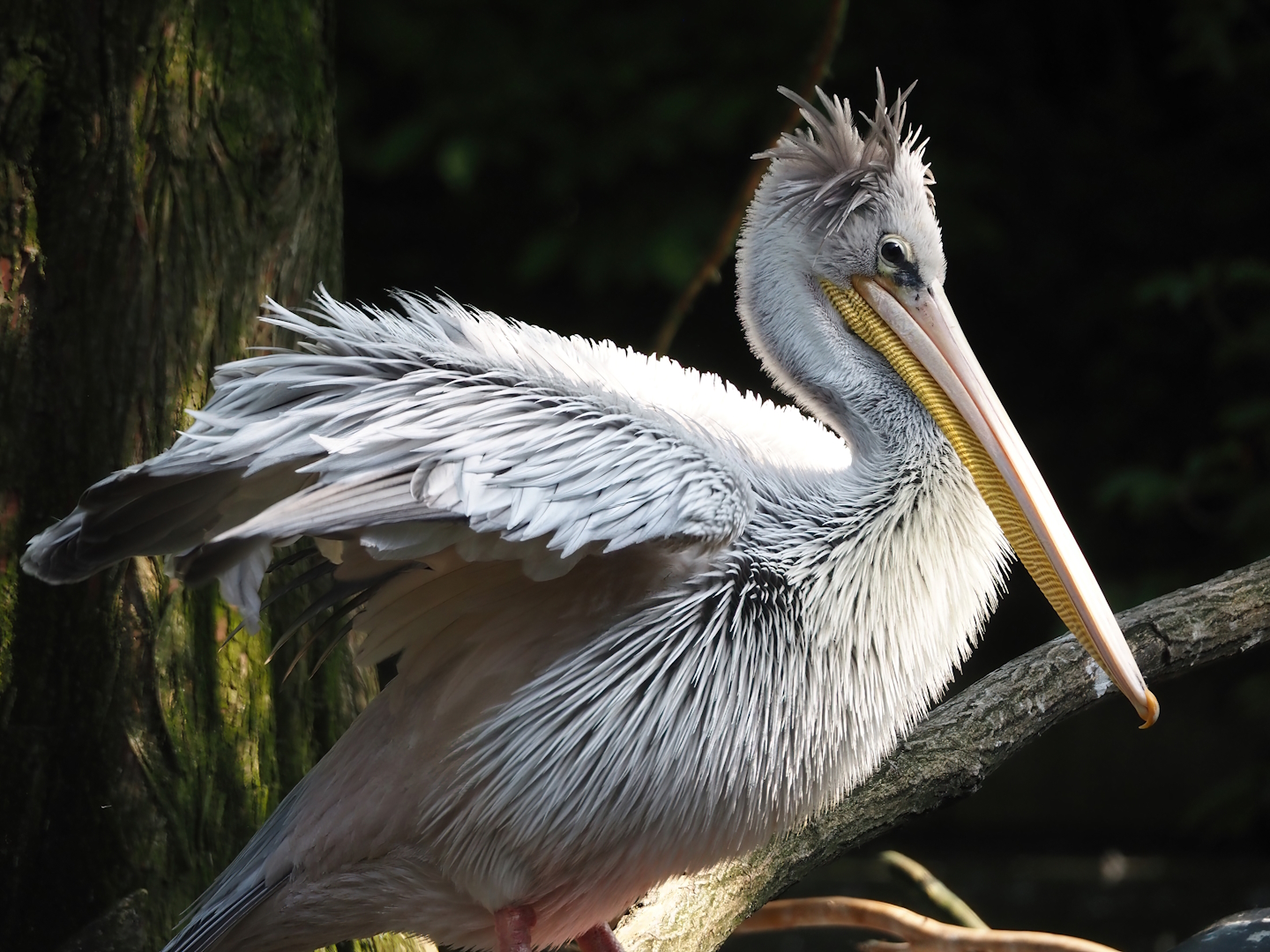 Pink-backed pelican (Pelecanus rufescens), 2024-06-08