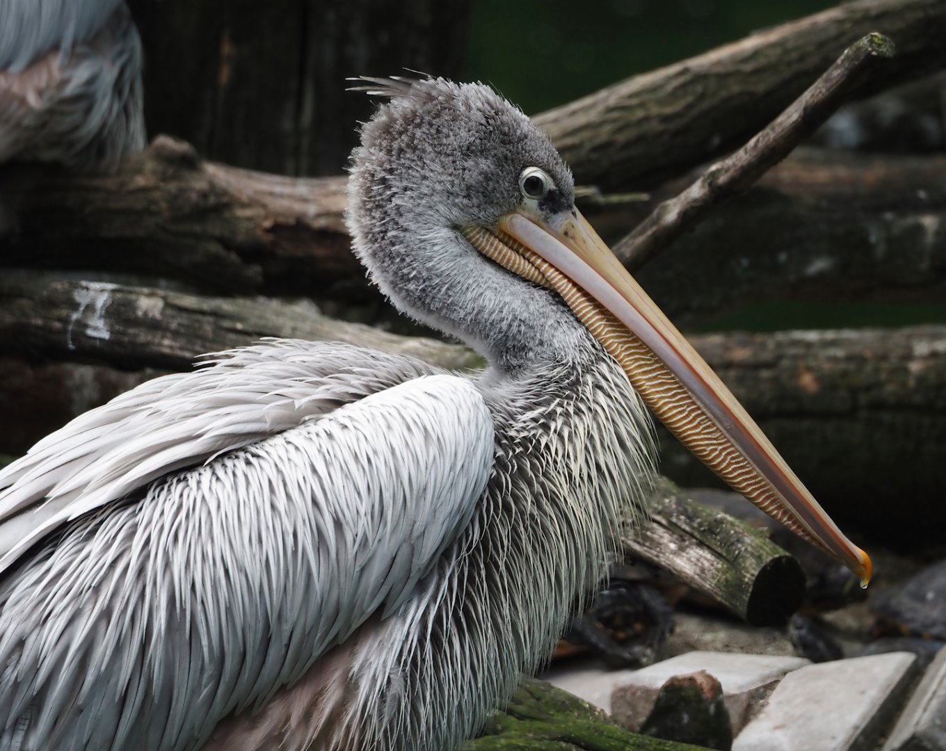 Pink-backed pelican (Pelecanus rufescens), 2024-06-08
