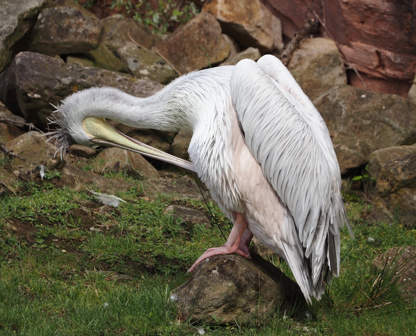 Pink-backed pelican (Pelecanus rufescens), 2024-08-05