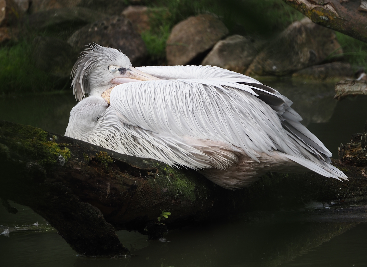Pink-backed pelican (Pelecanus rufescens), 2024-08-05