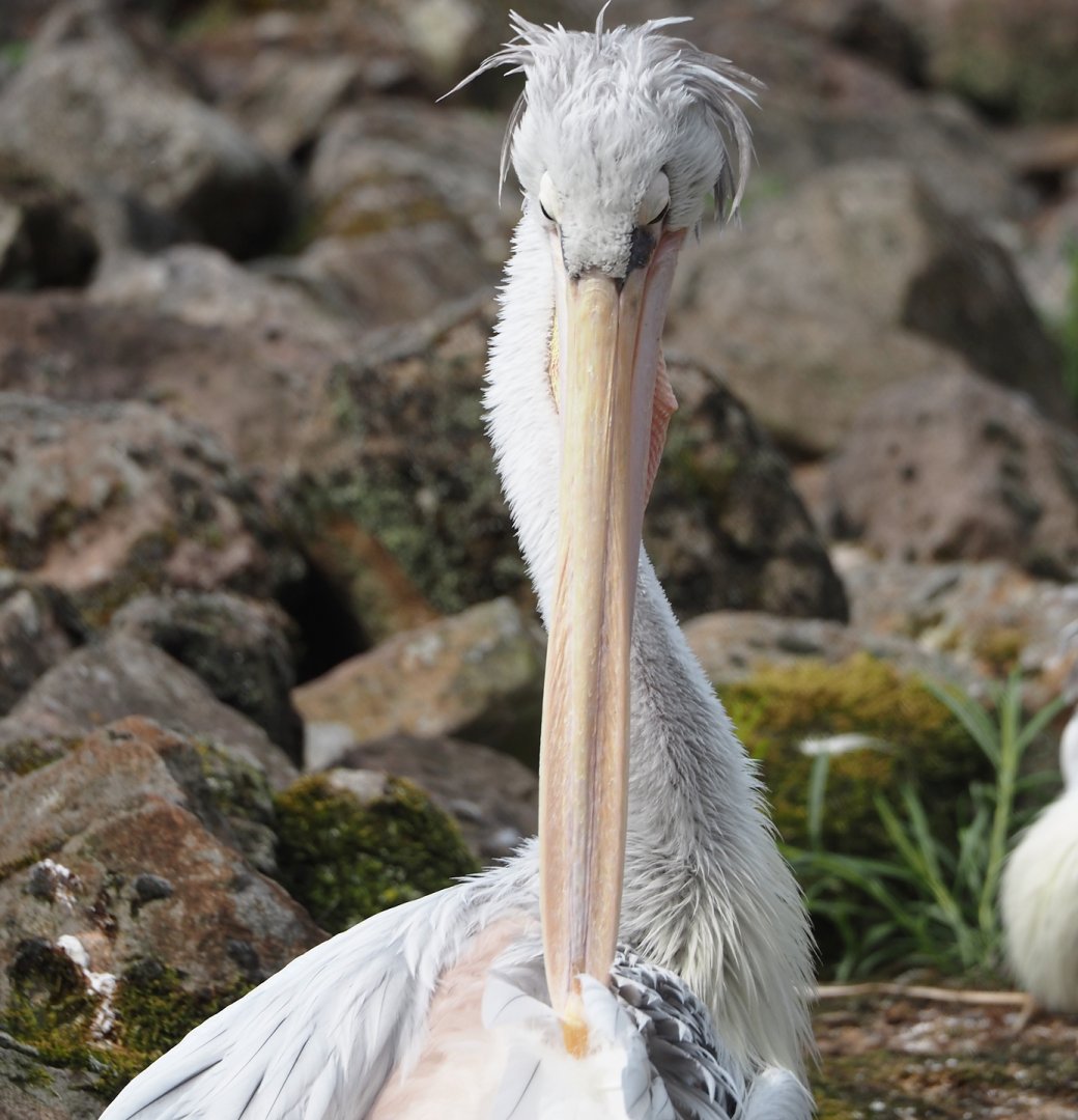 Pink-backed pelican (Pelecanus rufescens), 2024-08-05