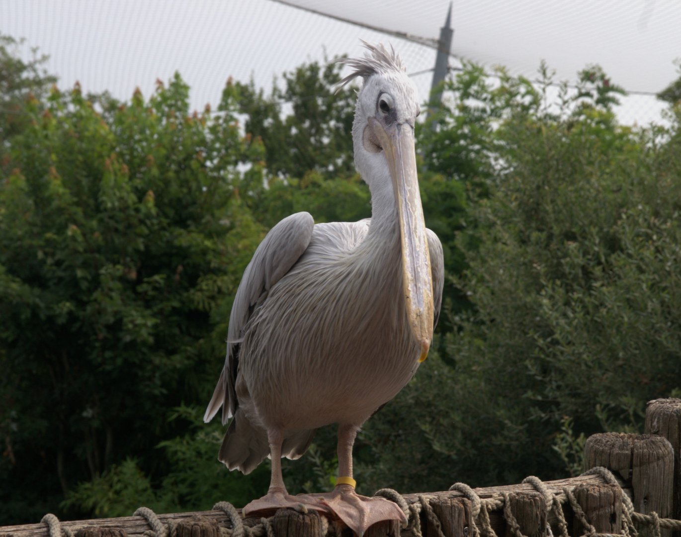 Pink-backed Pelican (Pelecanus rufescens), 26-08-25