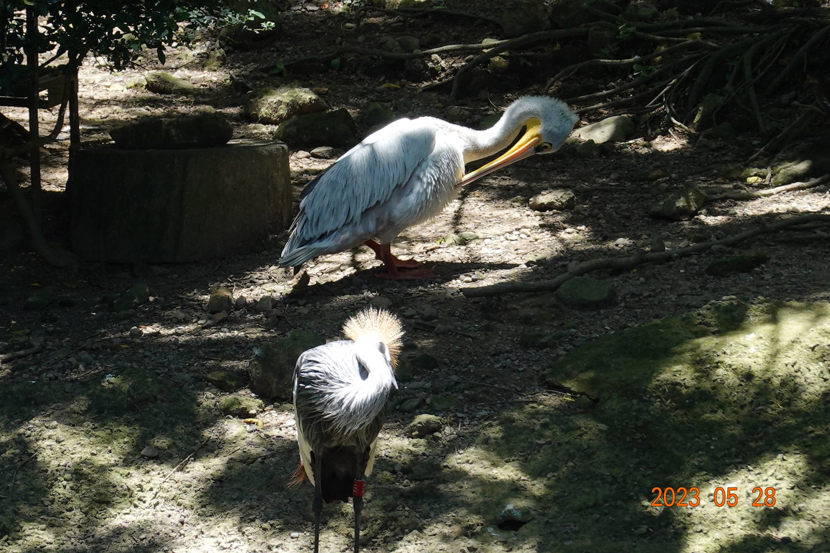 Pink-backed Pelican (Pelecanus rufescens) and Grey-crowned Crane (Balearica regulorum)