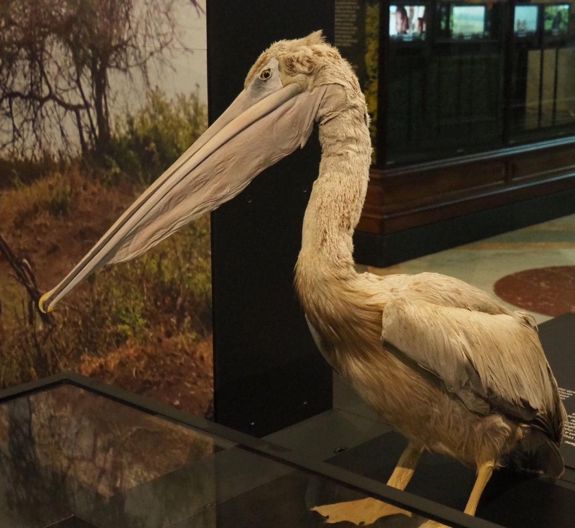 Pink-backed pelican (Pelecanus rufescens) specimen, 2021-10-20