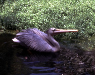 Pink-backed Pelican (Pelecanus rufescens)