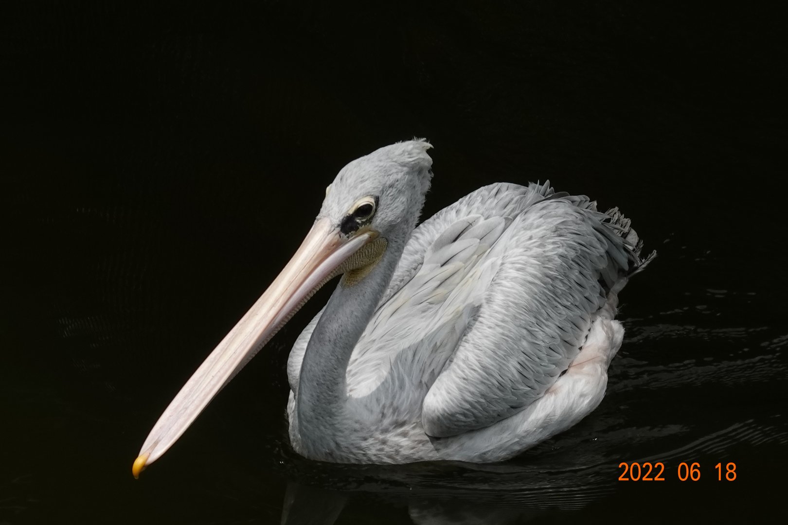 Pink-backed Pelican (Pelecanus rufescens)