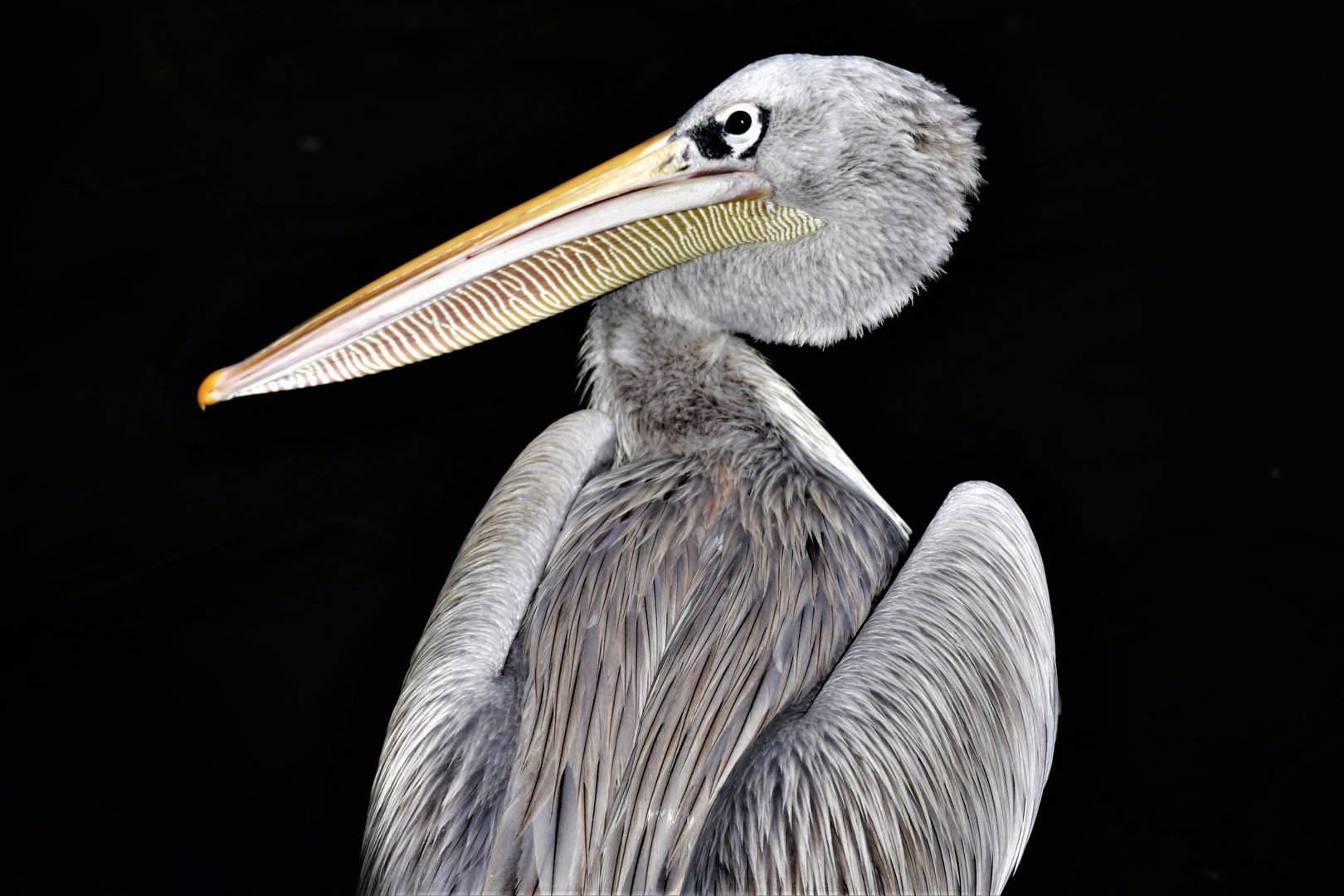 Pink-backed Pelican (Pelecanus rufescens)