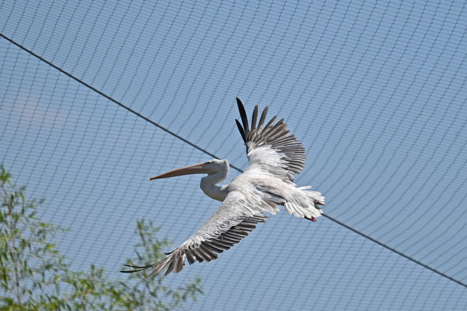 Pink-backed Pelican Pelecanus rufescens