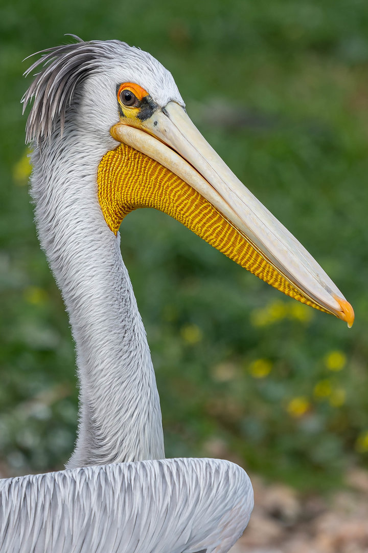 Pink-backed pelican (Pelecanus rufescens)