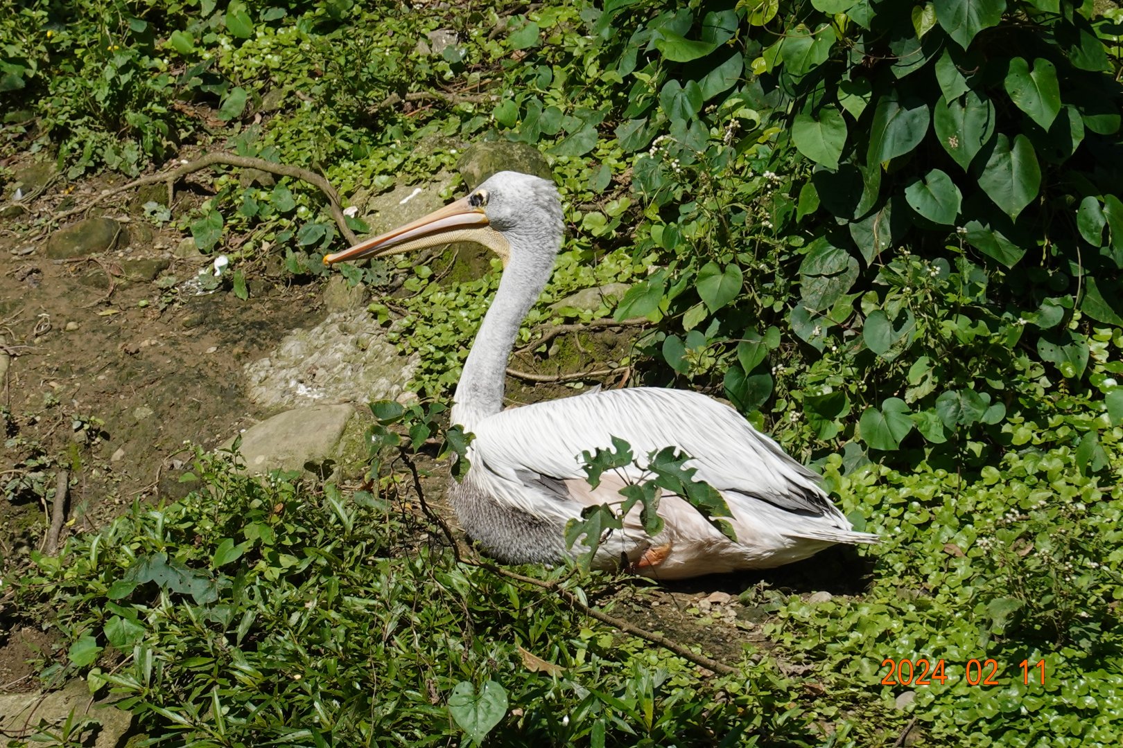 Pink-backed Pelican (Pelecanus rufescens)