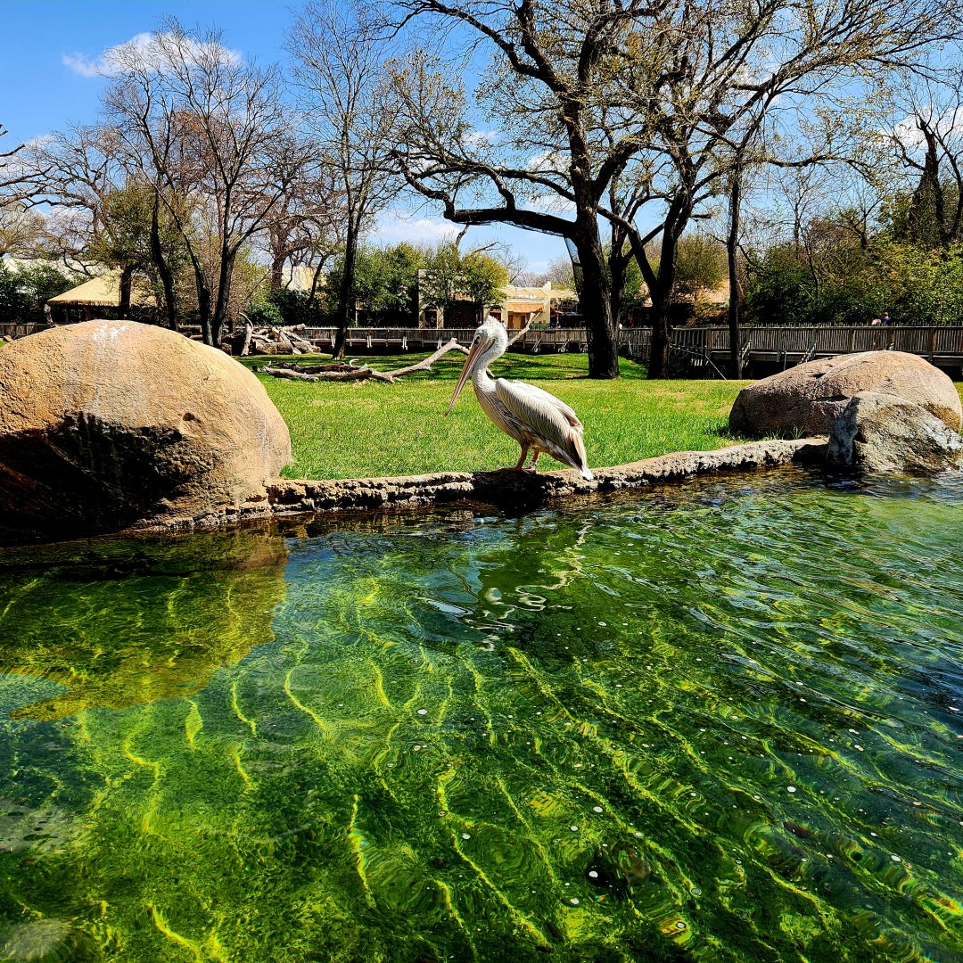 Pink-Backed Pelican (Pelecanus rufescens)