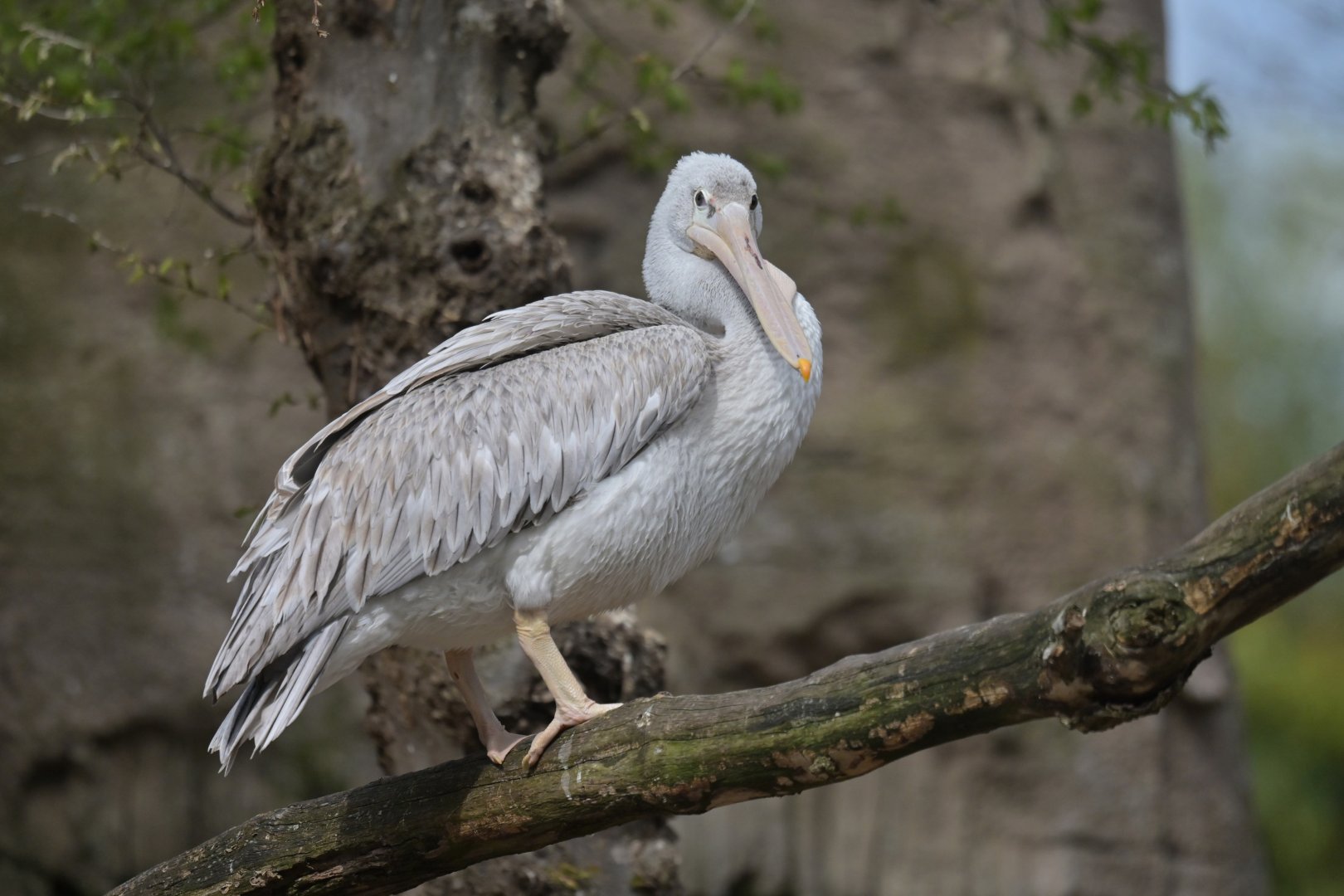 Pink-backed Pelican Pelecanus rufescens
