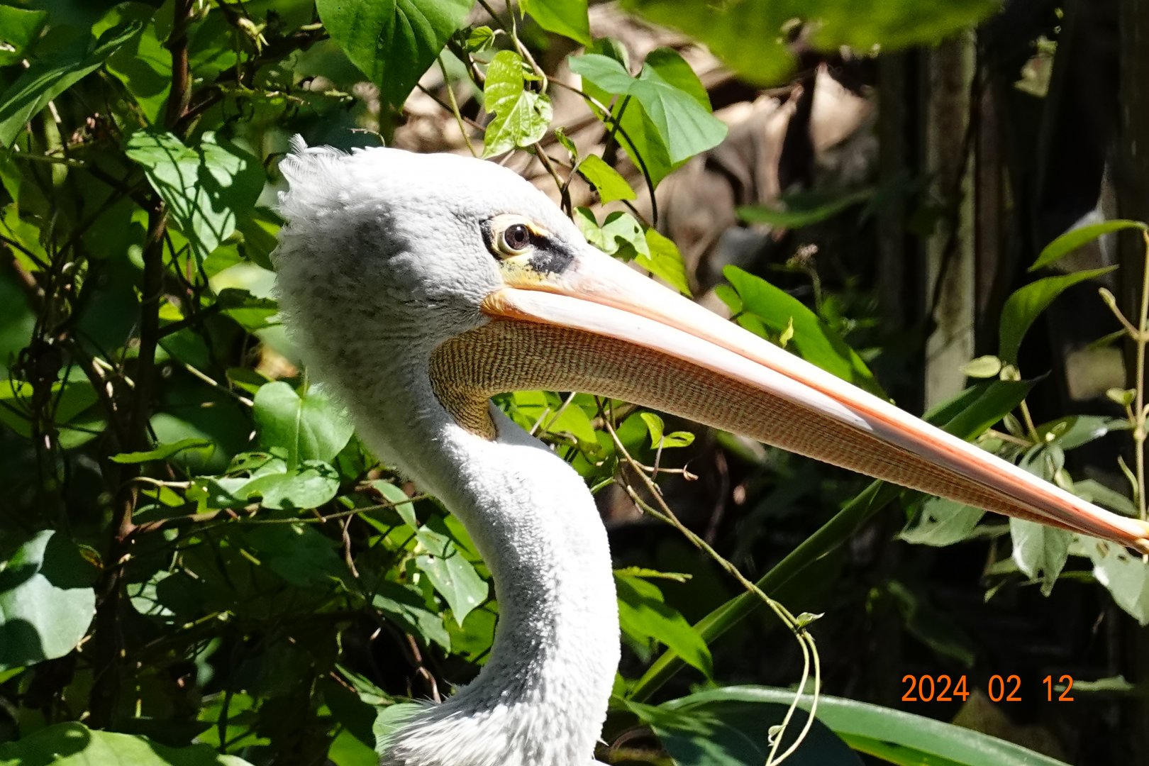 Pink-backed Pelican (Pelecanus rufescens)