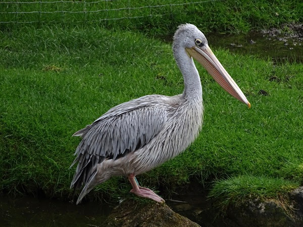 Pink-backed pelican (Pelecanus rufescens)