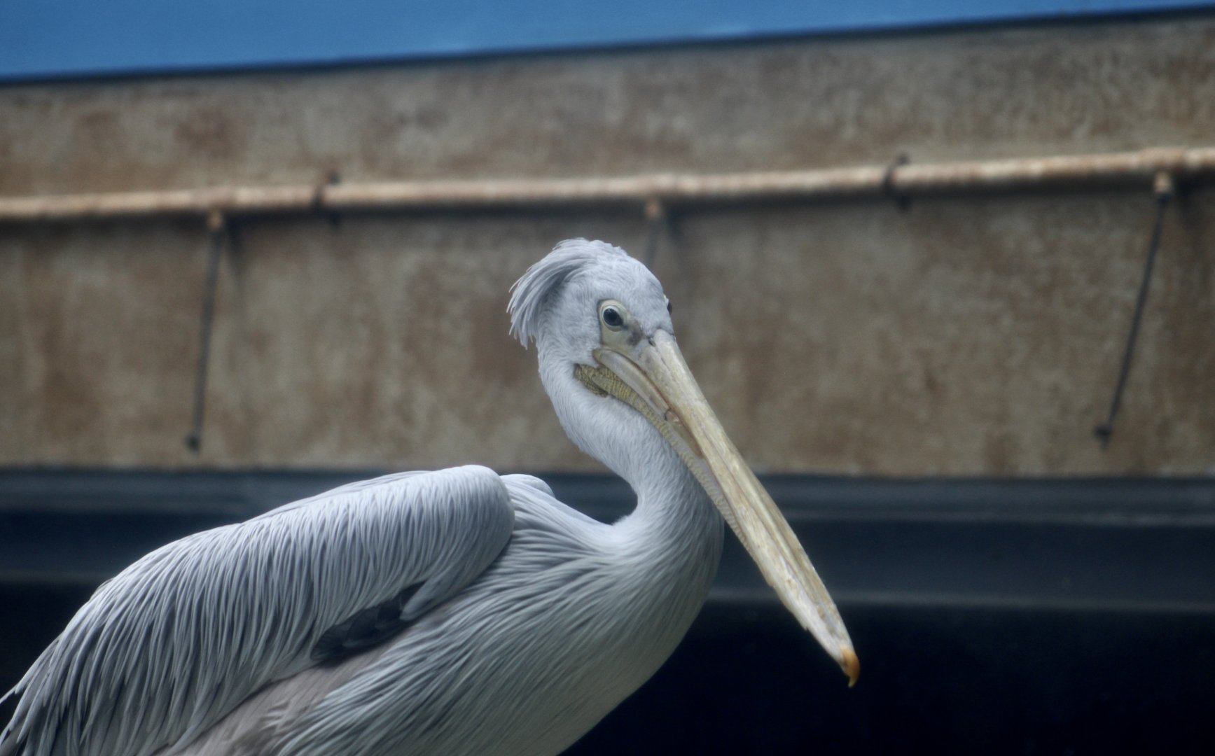 Pink-Backed Pelican (Pelecanus rufescens)