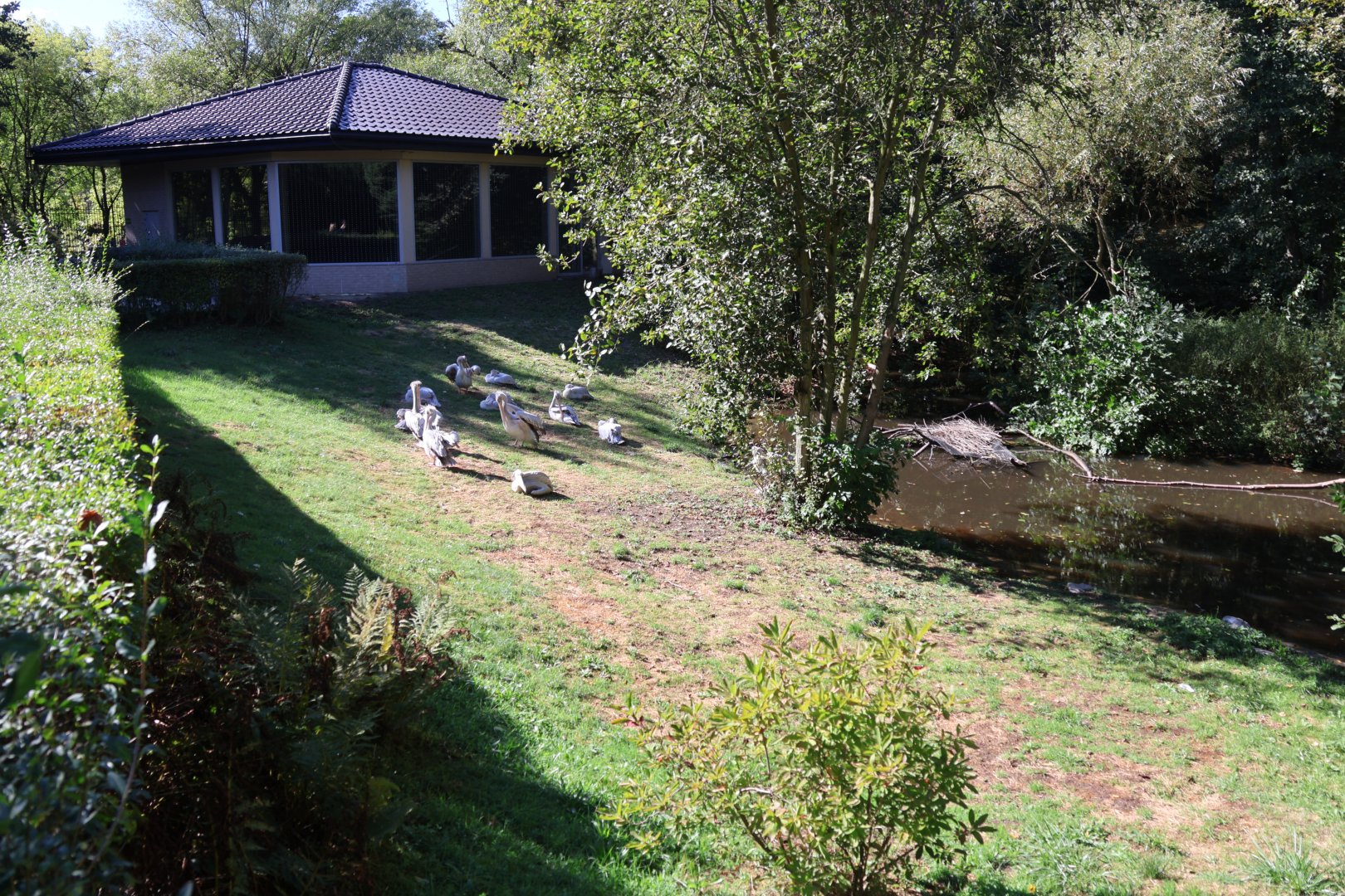 Pink-backed Pelican (Pelecanus rufescens)
