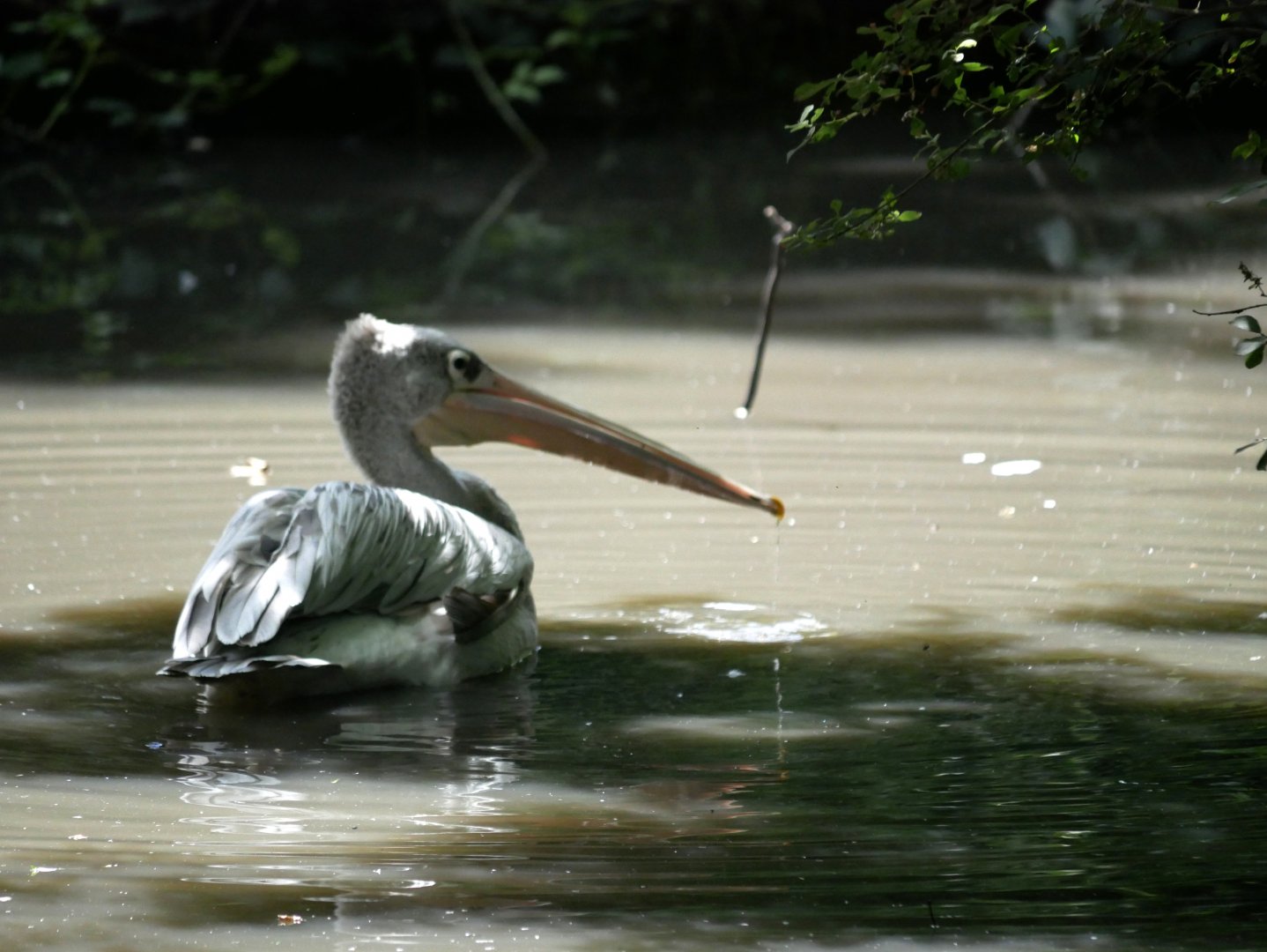 Pink-backed pelican (Pelecanus rufescens)