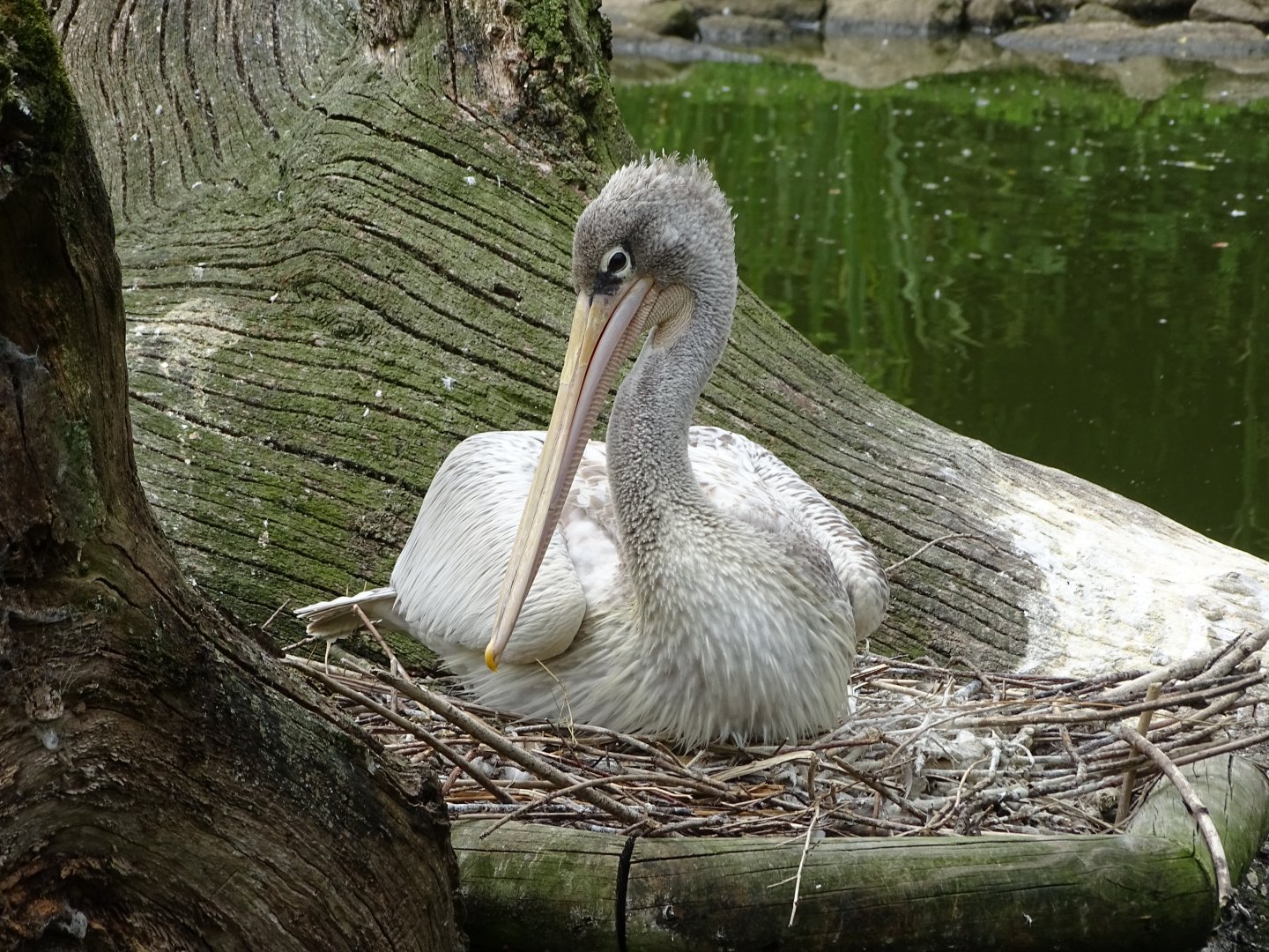 Pink-backed pelican (Pelecanus rufescens)