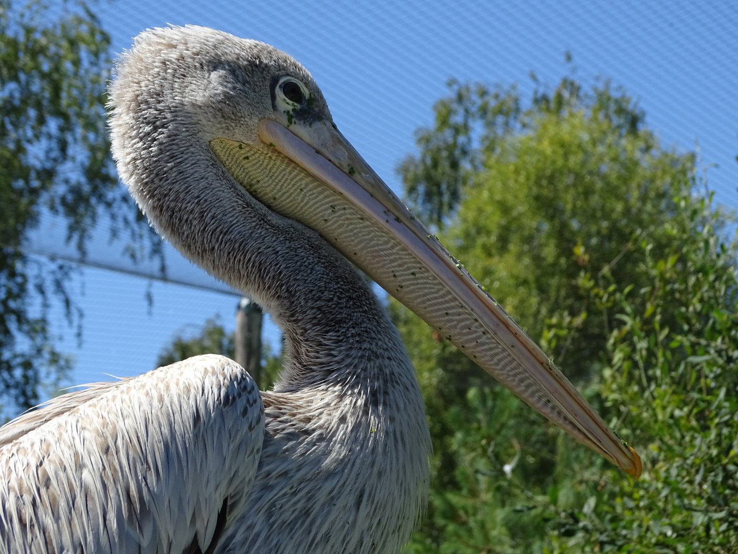 Pink-backed pelican (Pelecanus rufescens)