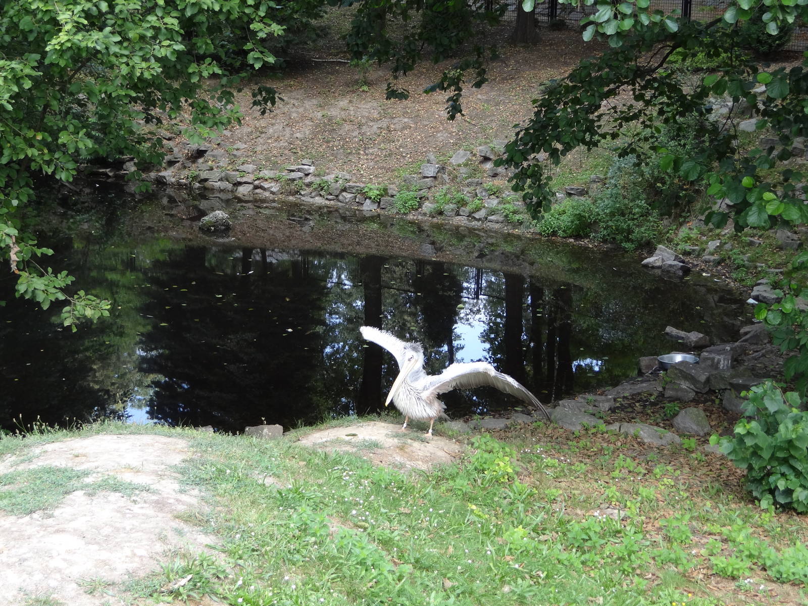 Pink-backed Pelican pond