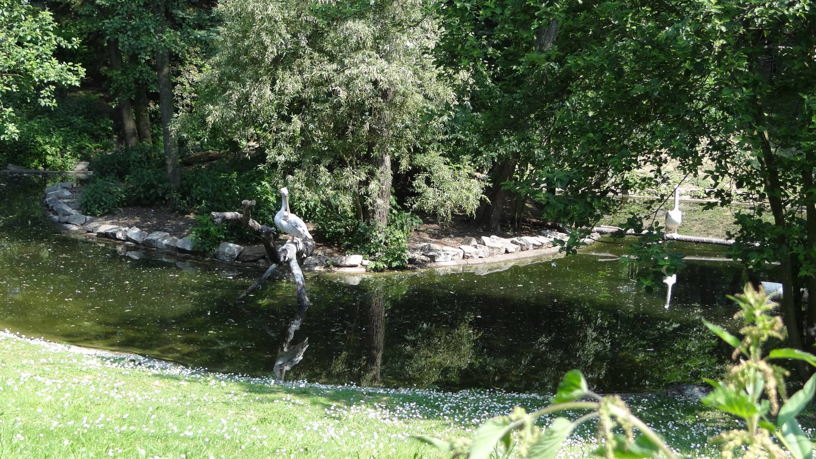 Pink-backed Pelican pond