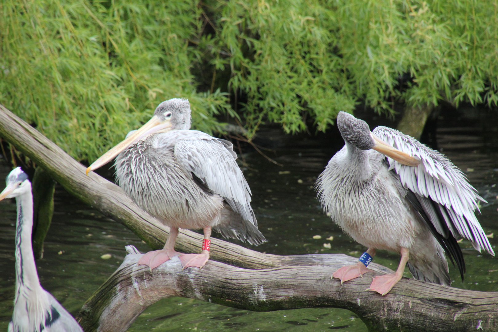 Pink backed pelican right?