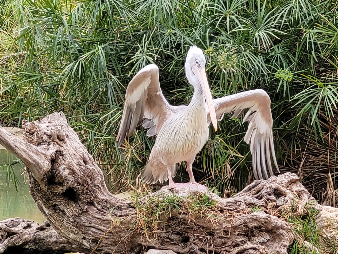 Pink-backed pelican -TerraNatura Benidorm (2022)