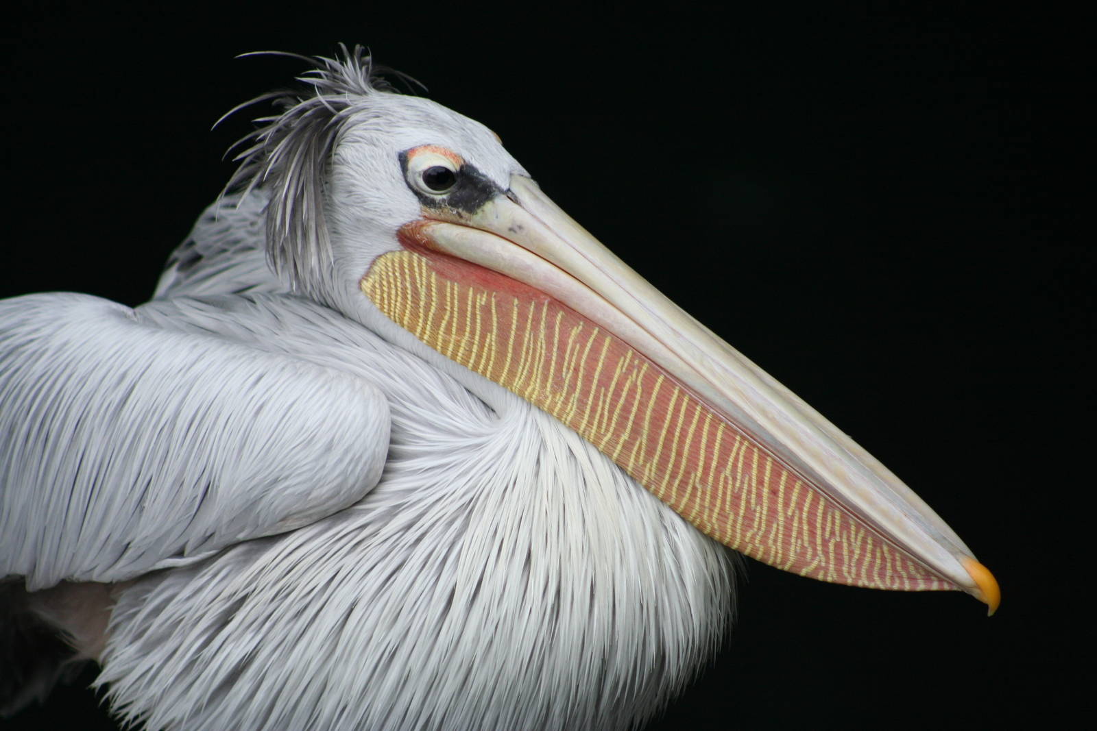 Pink-Backed Pelican @ Tierpark Berlin; 06.09.07