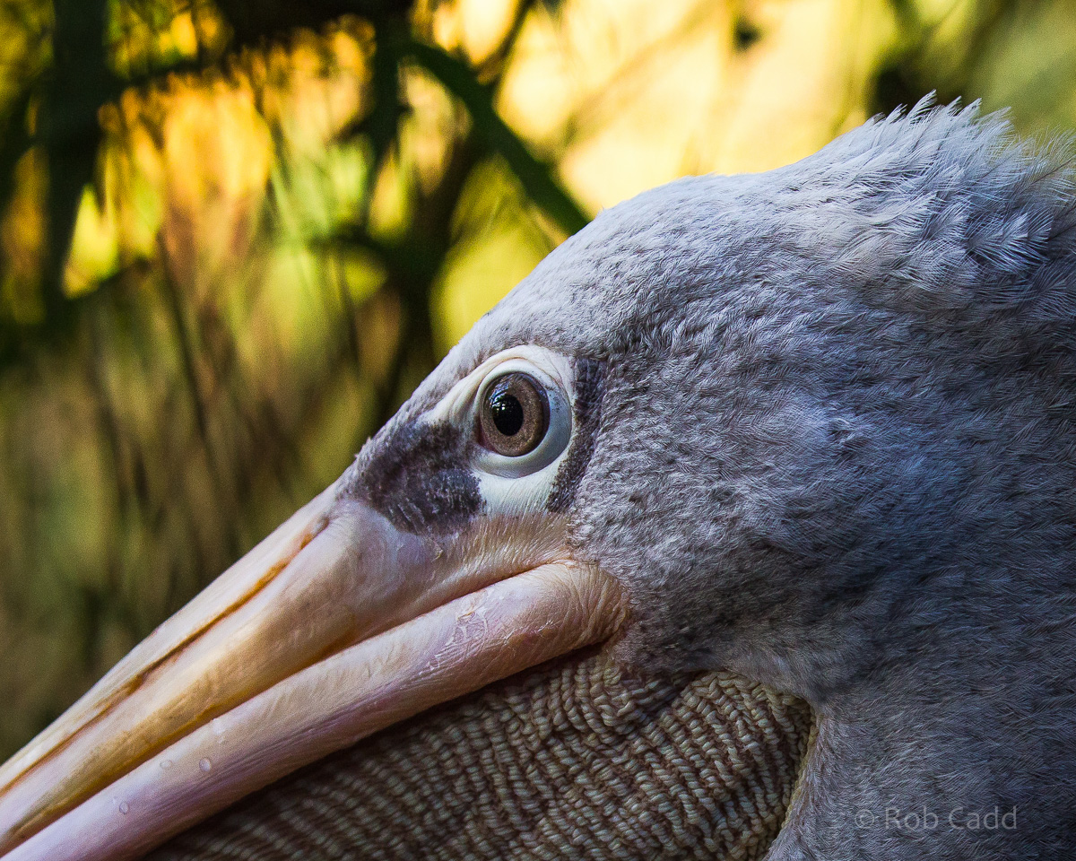 Pink-backed pelican : Twycross : 22 Oct 2015