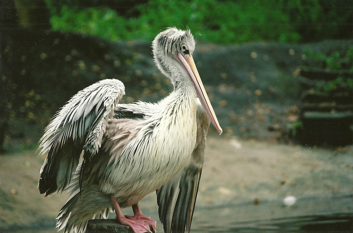 Pink-backed Pelican winter opening 2005/06