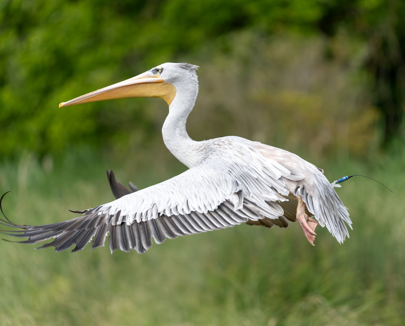 Pink backed Pelican, WWT Slimbridge, UK