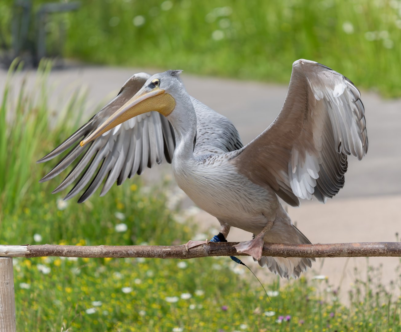 Pink backed Pelican, WWT Slimbridge, UK