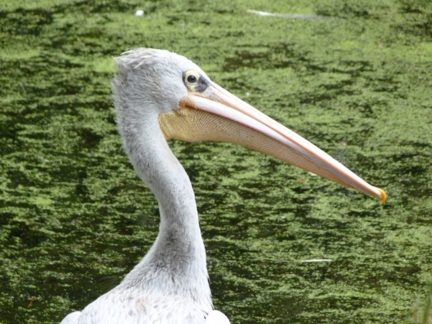 Pink-backed pelican -Zoologischer Garten Berlin (2024)