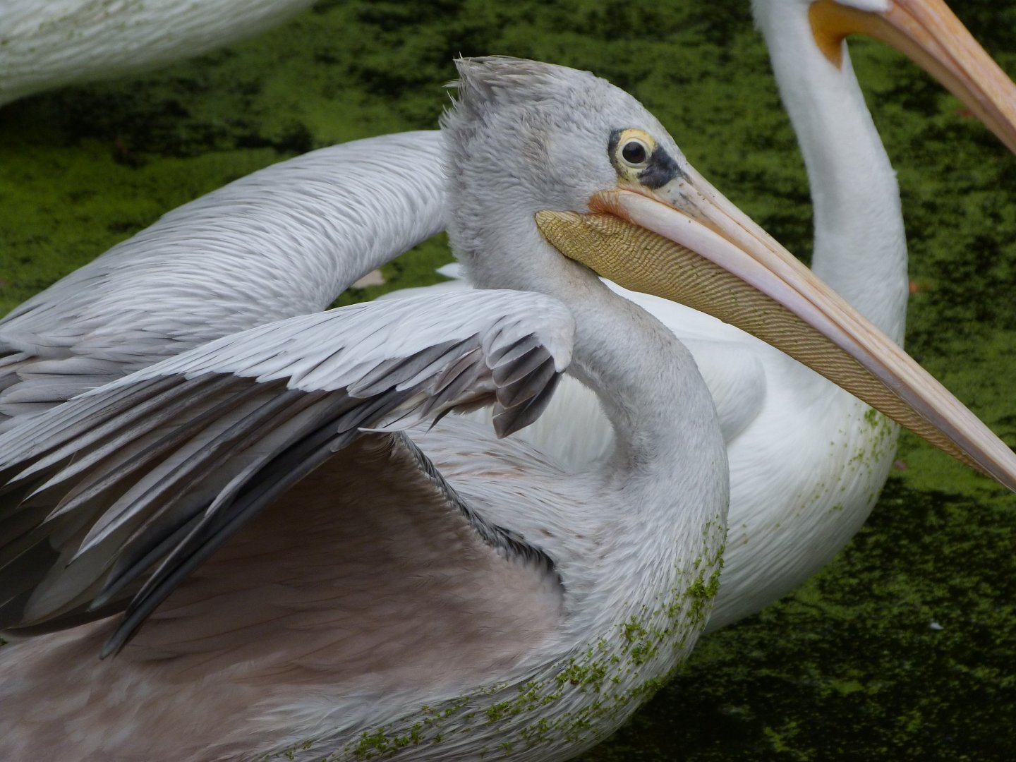 Pink-backed pelican -Zoologischer Garten Berlin (2024)
