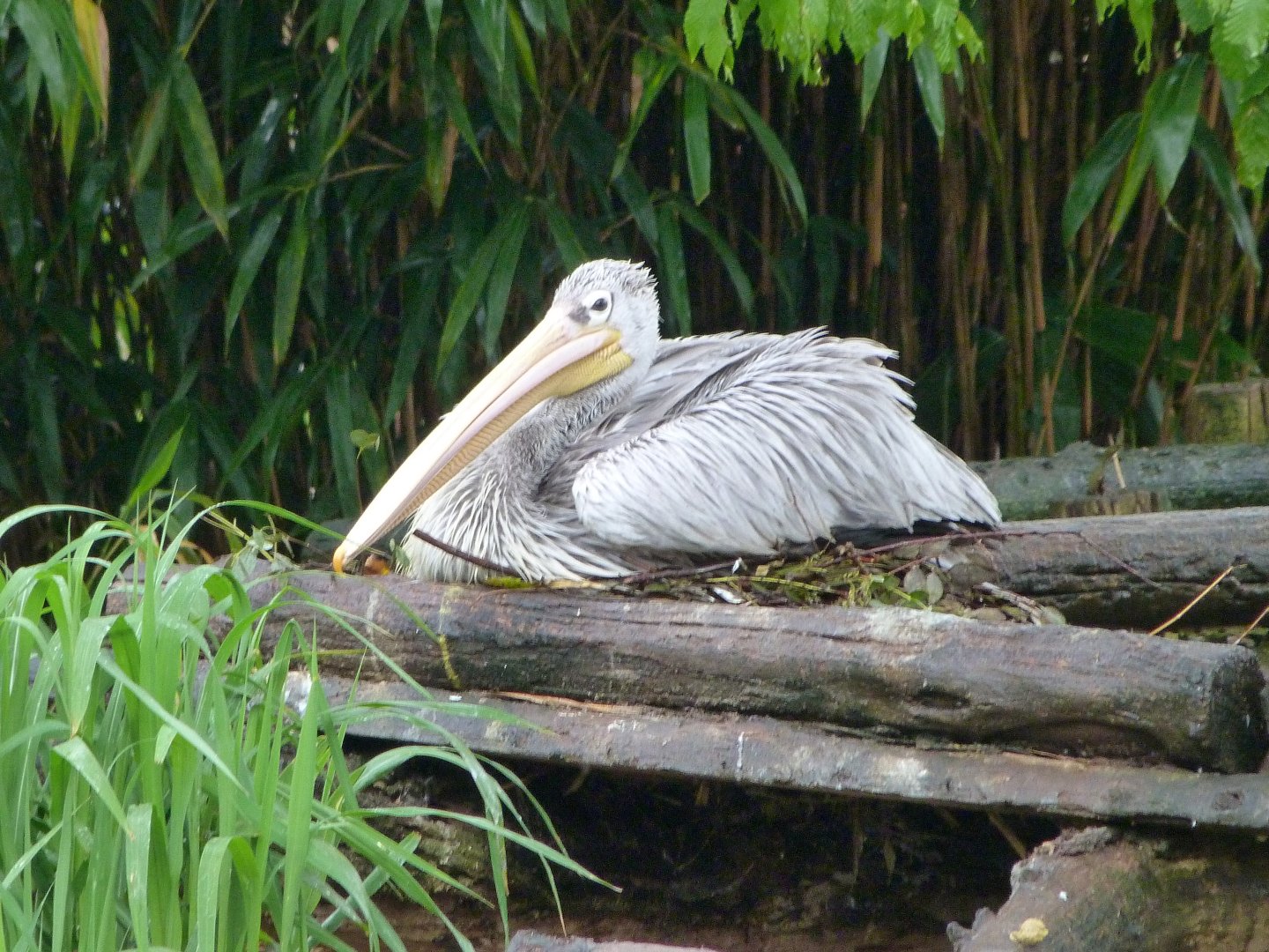 Pink-backed pelican -ZooParc de Beauval (2025)