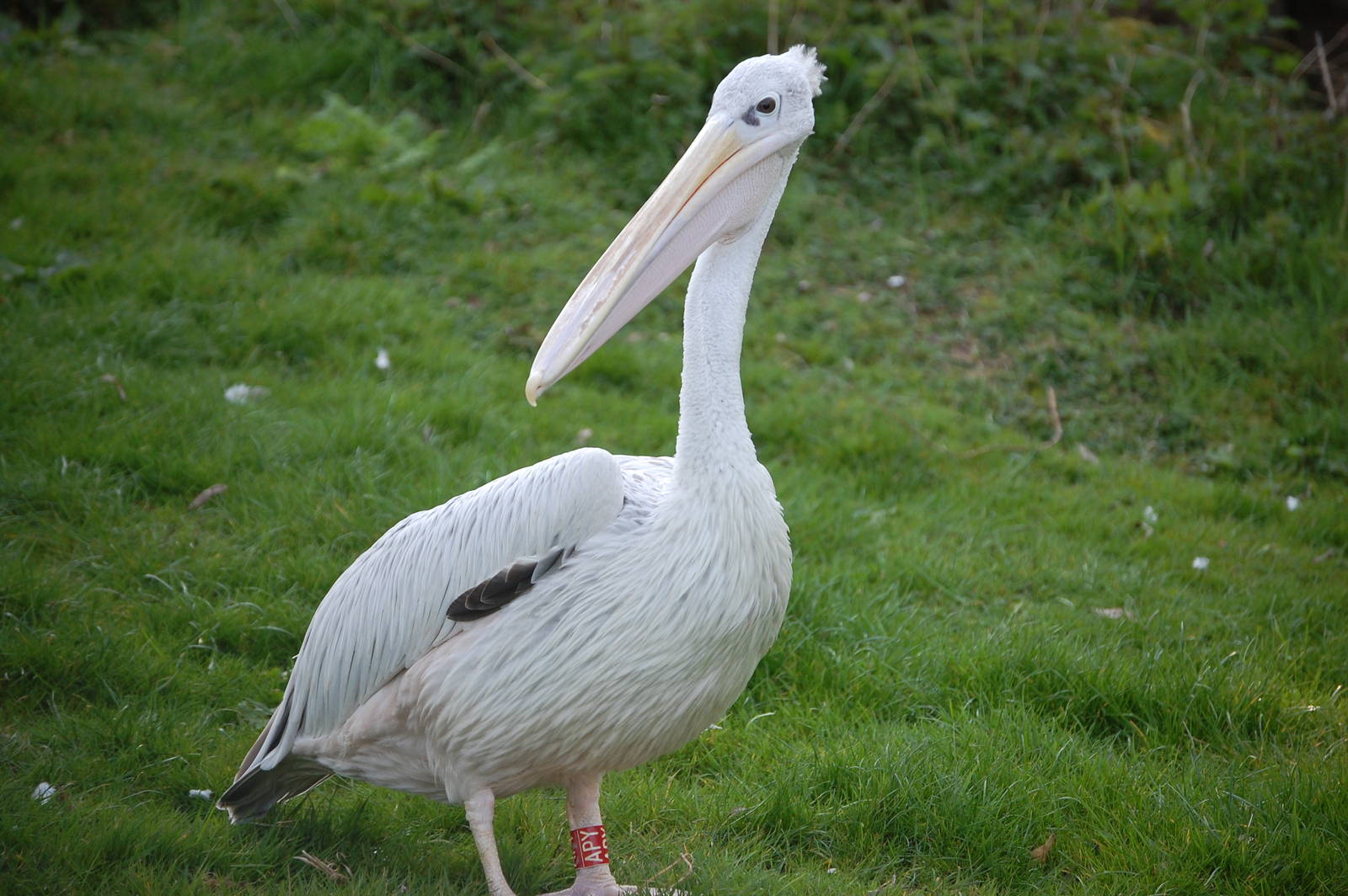 Pink-backed pelican