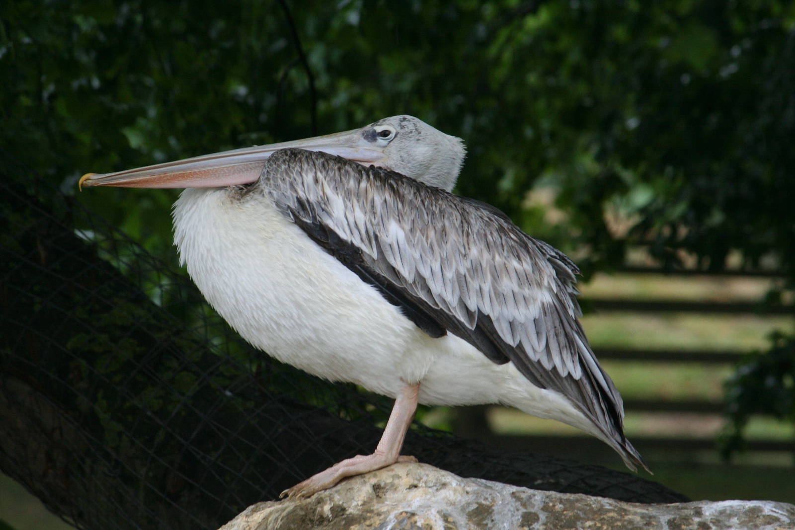 Pink-backed pelican