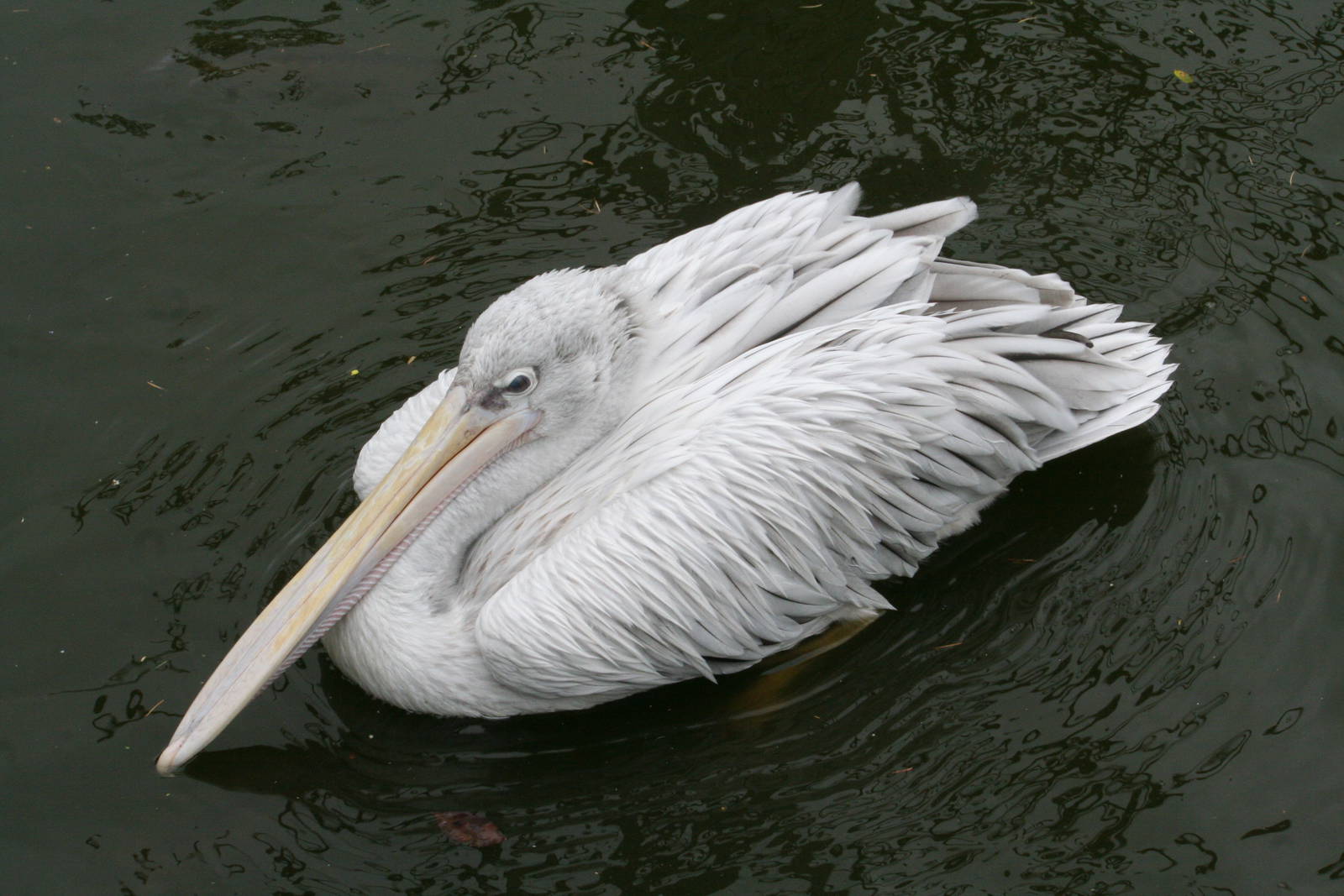 Pink-backed pelican