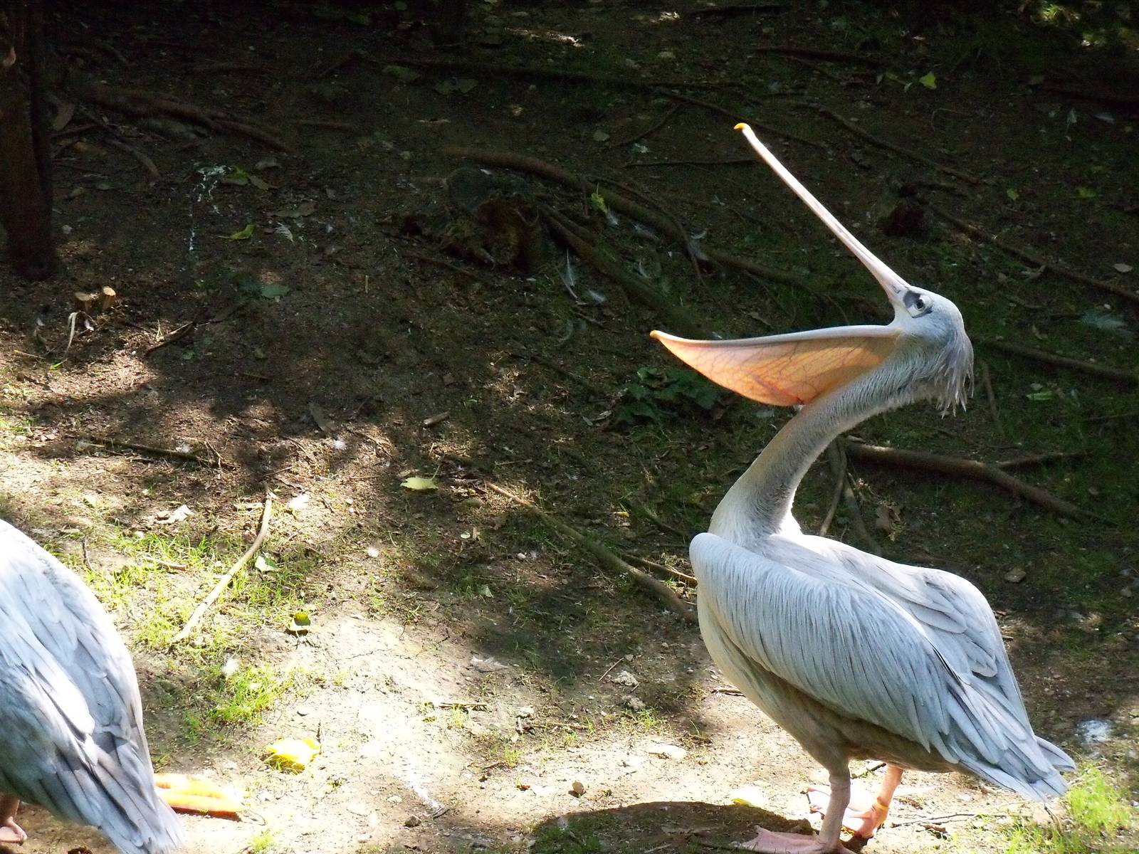 Pink-backed Pelican
