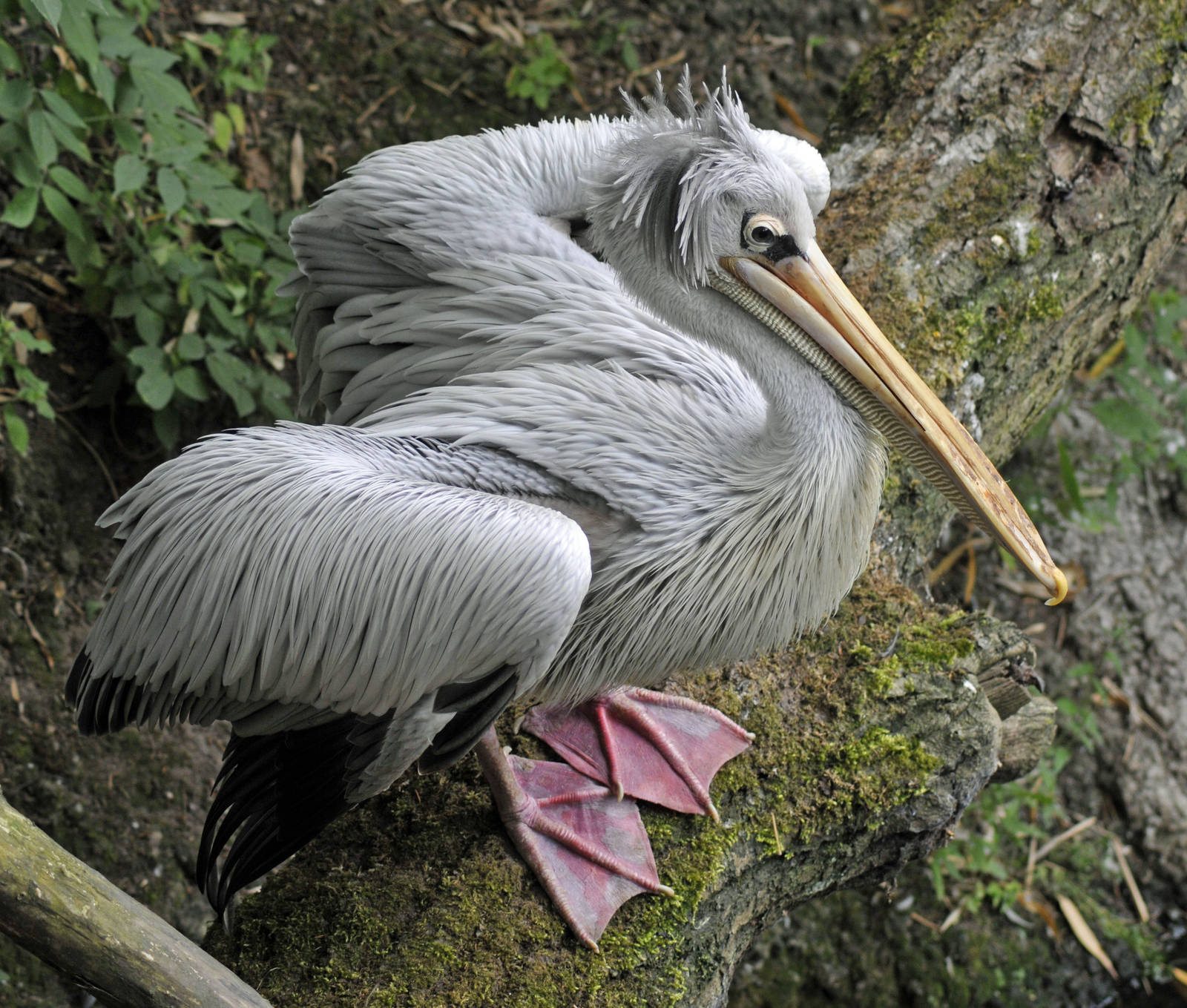 Pink Backed Pelican