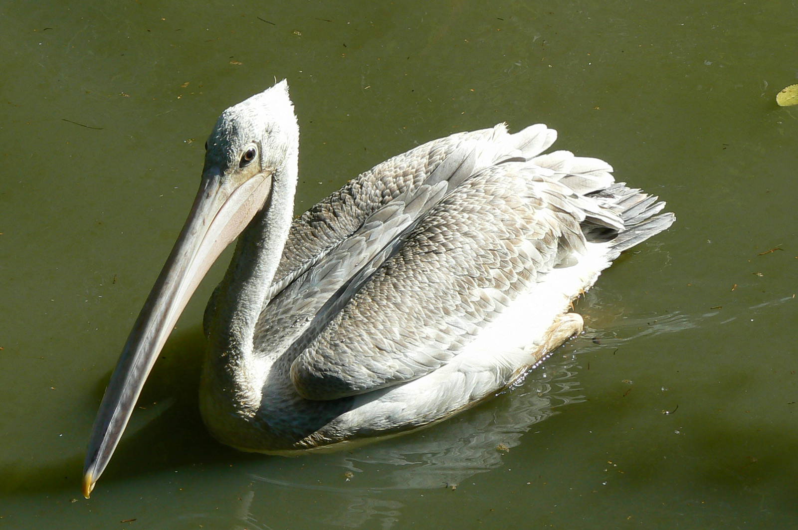 Pink-backed pelican